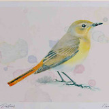 A4 redstart female
