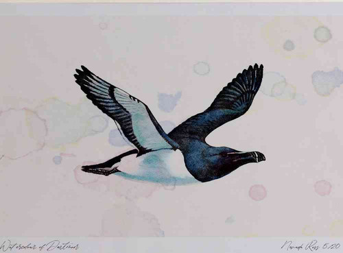 A4 razorbill inflight.jpg