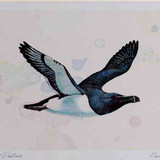 A4 razorbill inflight