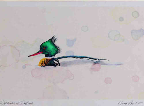 A4 red breasted merganser male.jpg