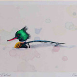 A4 red breasted merganser male
