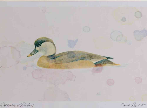 A4 red crested pochard female.jpg