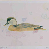 A4 red crested pochard female