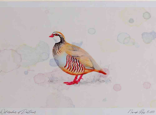 A4 red legged partridge