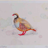 A4 red legged partridge