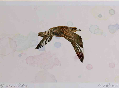A4 pomarine skua juvenile.jpg