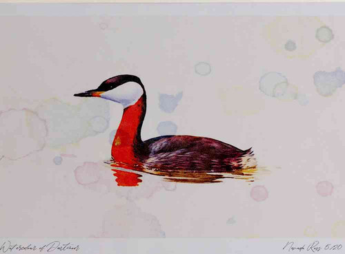 A4 red necked grebe breeding plumage