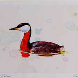 A4 red necked grebe breeding plumage