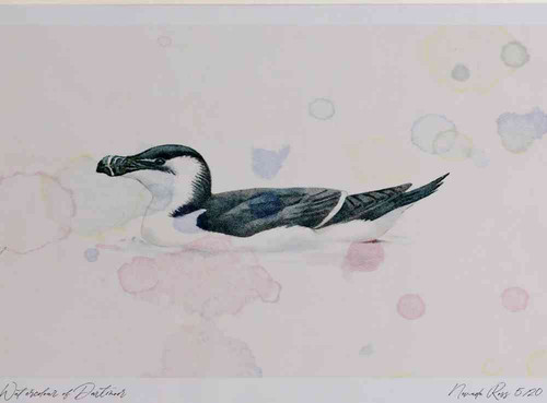 A4 razorbill nonbreeding plumage.jpg