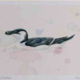 A4 razorbill nonbreeding plumage