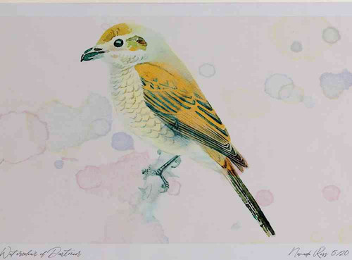 A4 red backed shrike female.jpg
