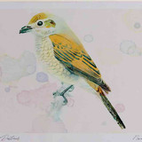 A4 red backed shrike female