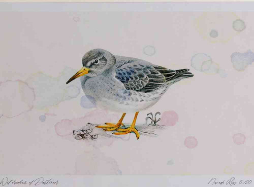 A4 purple sandpiper nonbreeding plumage.jpg