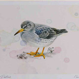 A4 purple sandpiper nonbreeding plumage