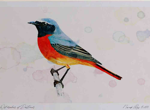 A4 redstart male.jpg