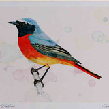 A4 redstart male