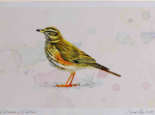 A4 redwing.jpg