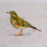 A4 redwing