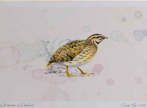 A4 quail.jpg