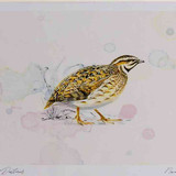 A4 quail
