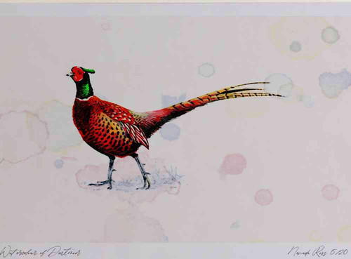 A4 pheasant male.jpg