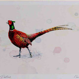 A4 pheasant male
