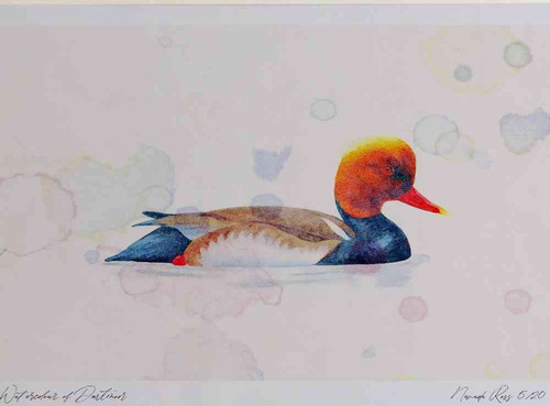 A4 red crested pochard male.jpg