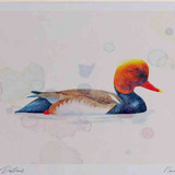 A4 red crested pochard male
