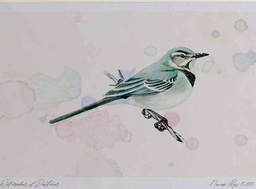 A4 pied wagtail juvenile.jpg