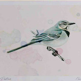 A4 pied wagtail juvenile