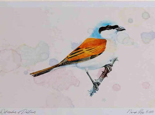 A4 red backed shrike male.jpg