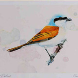 A4 red backed shrike male