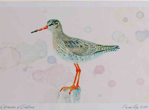 A4 redshank breeding plumage.jpg