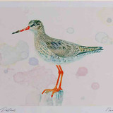 A4 redshank breeding plumage