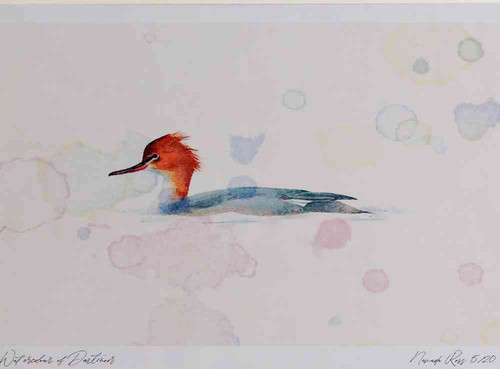 A4 red breasted merganser female.jpg