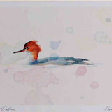 A4 red breasted merganser female