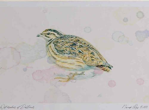 A4 quail female.jpg