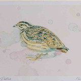 A4 quail female