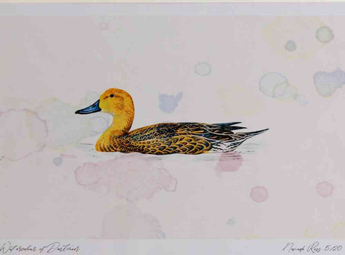 A4 pintail female.jpg