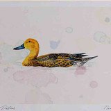 A4 pintail female