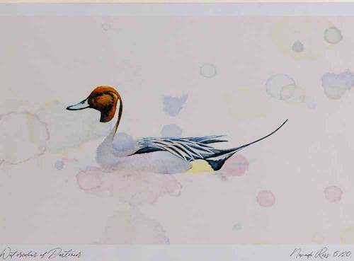 A4 pintail male.jpg