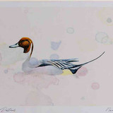A4 pintail male
