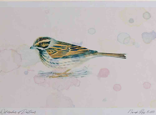 A4 reed bunting female.jpg