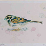 A4 reed bunting female
