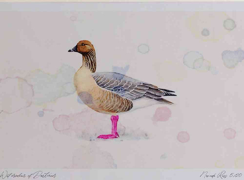 A4 pink footed goose.jpg