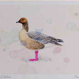 A4 pink footed goose
