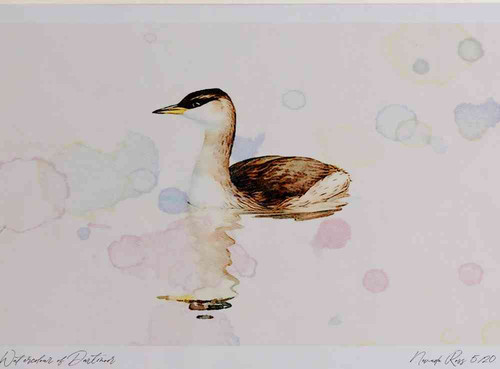 A4 red necked grebe nonbreeding plumage.jpg