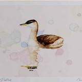 A4 red necked grebe nonbreeding plumage