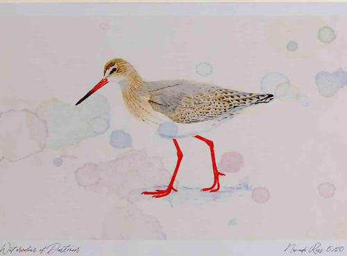 A4 redshank nonbreeding plumage.jpg