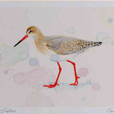 A4 redshank nonbreeding plumage